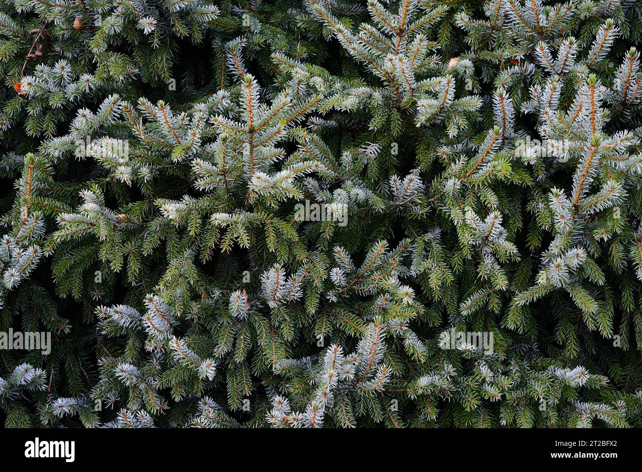 beautiful spruce branches fill the full frame Stock Photo