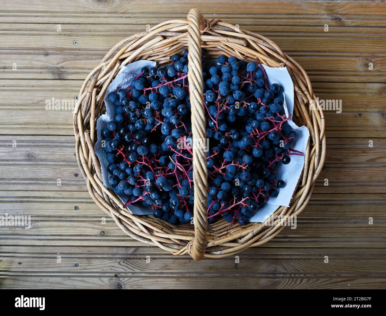 bunches of  blue ripe grapes in a wicker basket, top view Stock Photo