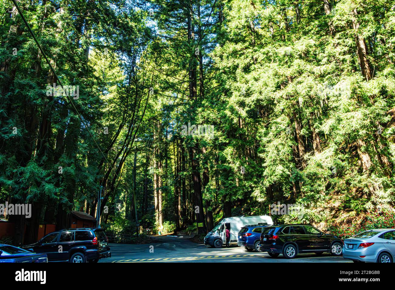 Mystery spot, Santa Cruz, California Stock Photo - Alamy