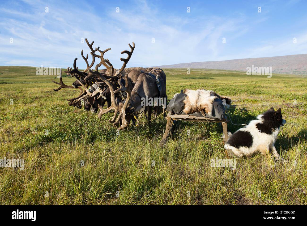 Reindeer sledding in the tundra on a sunny summer day. Yamal, Russia Stock Photo