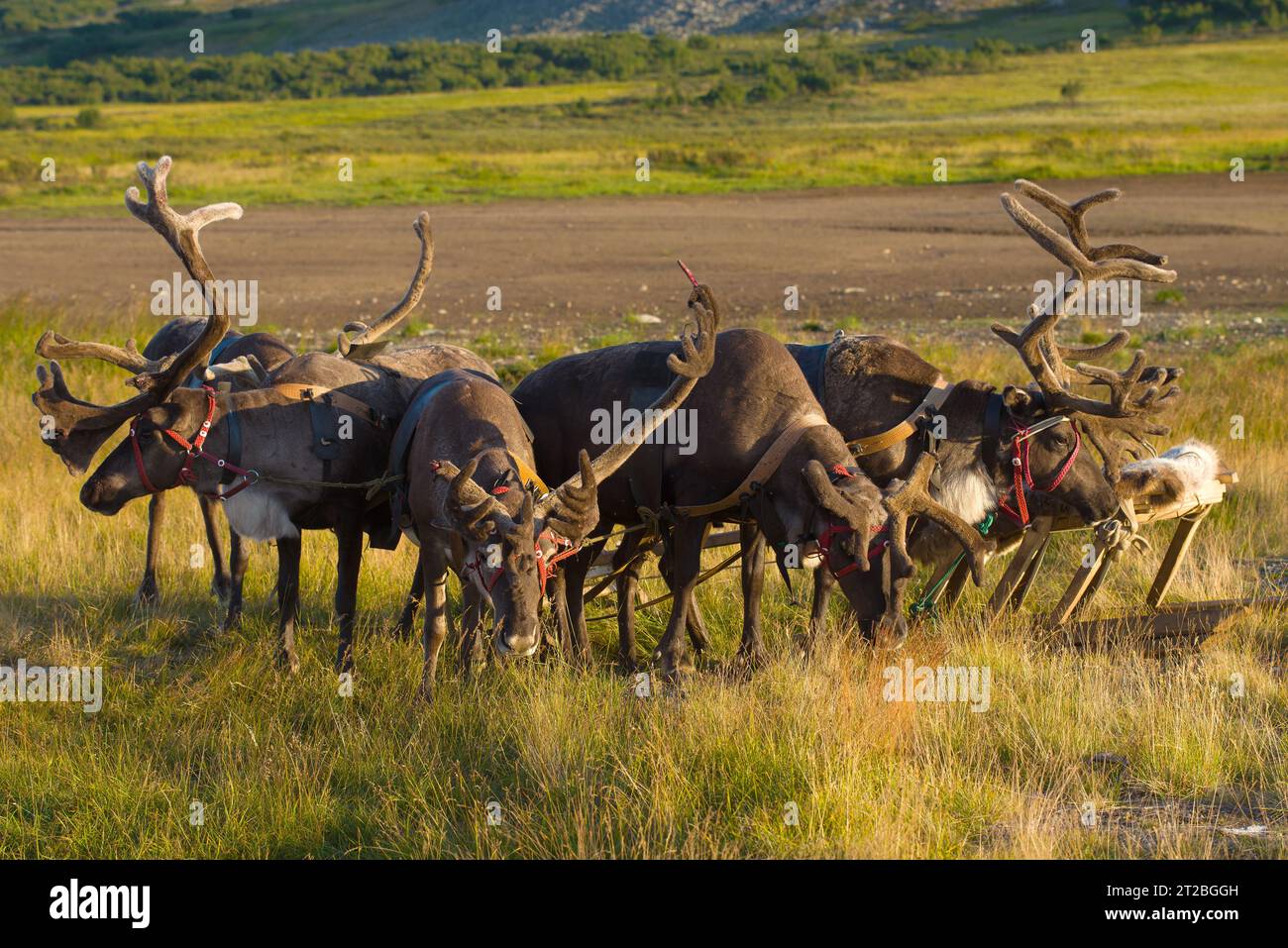 Team of reindeers in the tundra close up. Yamal, Russia Stock Photo