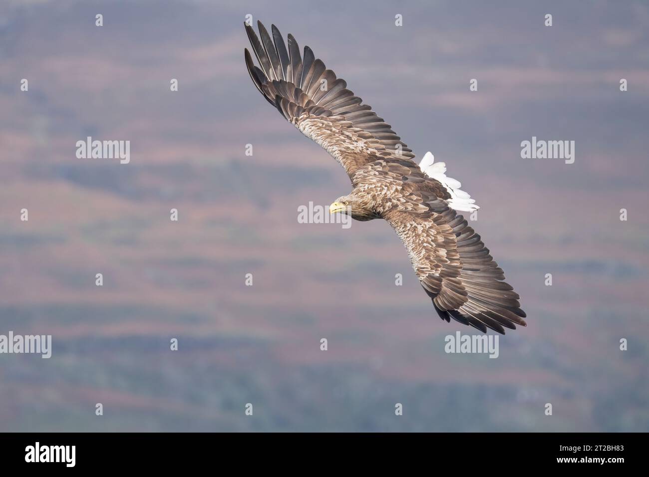 White tailed eagle in flight, Mull, Scotland, haliaeetus albicilla ...