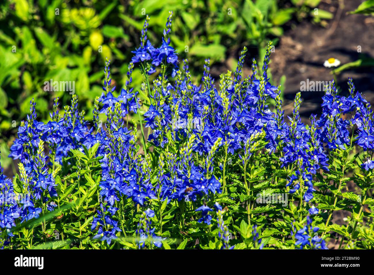 Speedwell Veronica teucrium or True blue forming a dense spherical bush and flowering with spikes of dense blue flowers in summer Stock Photo