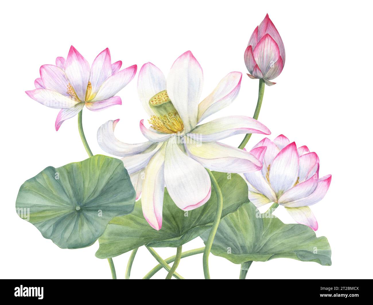 Pink Lotus composition. Bud, Leaf, exotic flower. Delicate blooming Water Lilies among green leaves. Watercolor illustration for cosmetics packaging Stock Photo