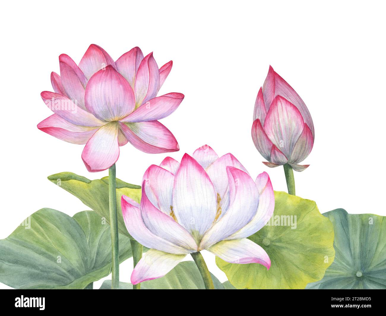 Composition with pink blooming Lotus Flowers. Water Lily, Indian Lotus, bud, leaves, stem. Watercolor illustration for cosmetic design, ayurveda Stock Photo