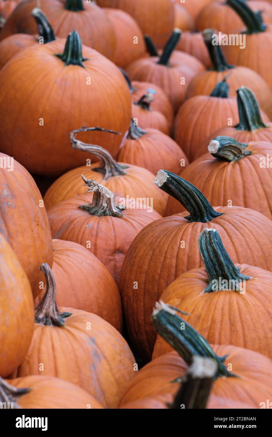 A Heap Of Pumpkins Ready For Purchase At A Market For Halloween Stock Photo