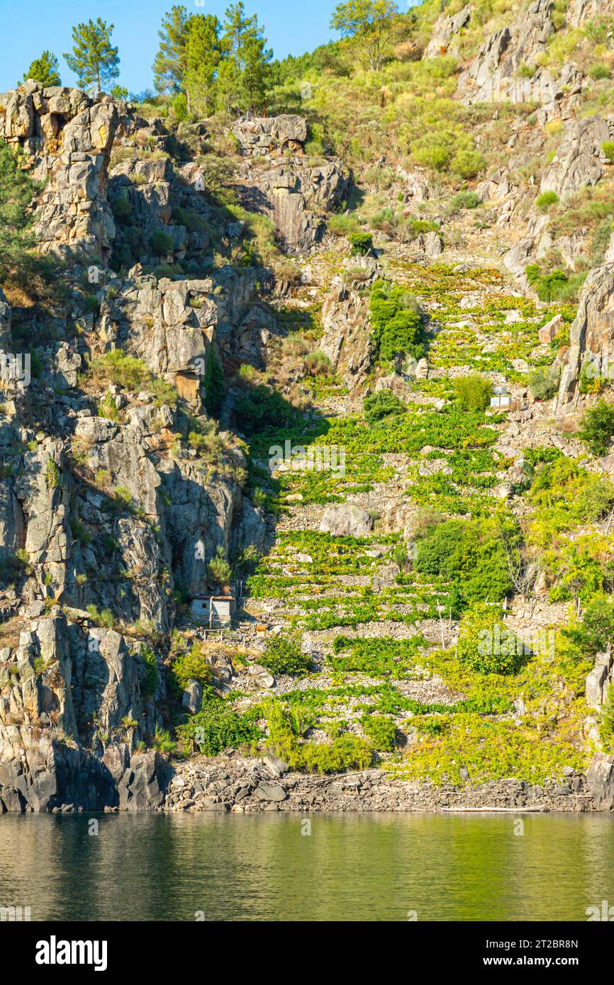 old-country-house-between-the-terraces-of-the-grape-cultivation