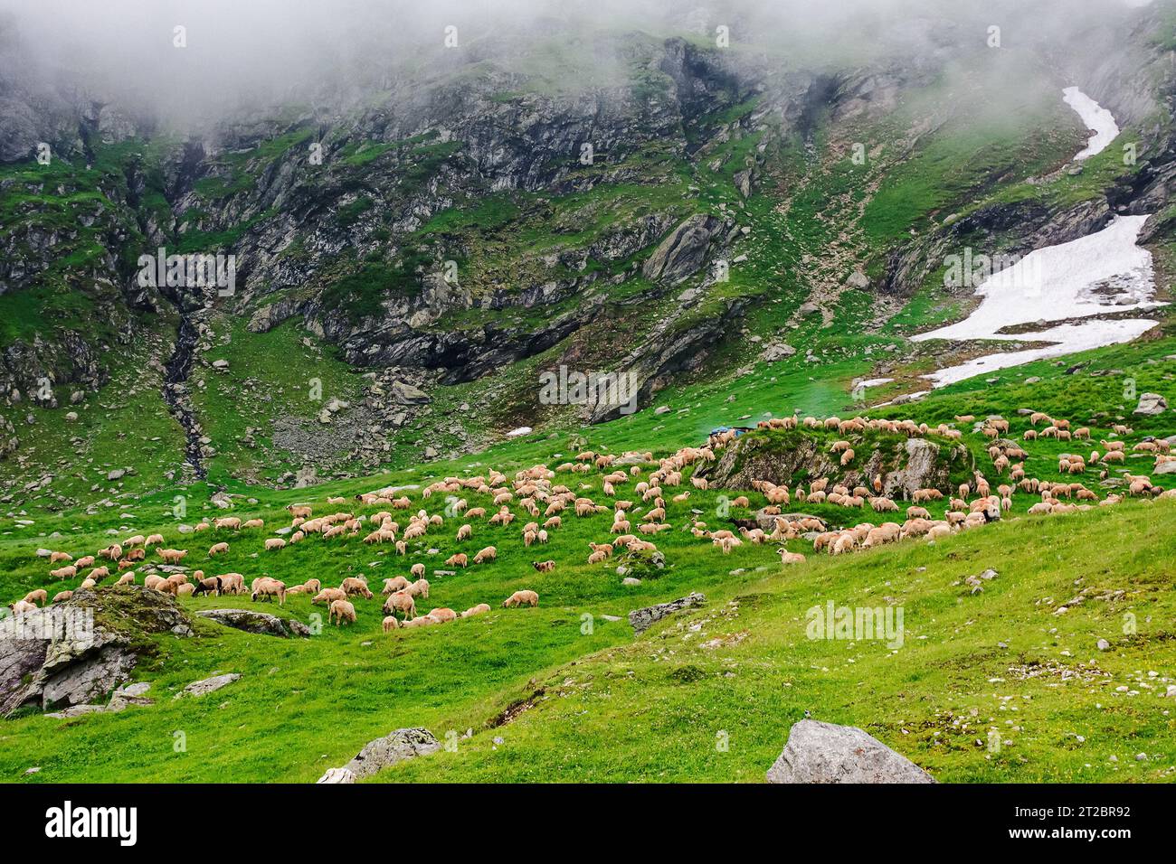 sheep herd on the grassy alpine meadow with rocks and boulders. cloudy weather in summer. fagaras mountains, romania Stock Photo