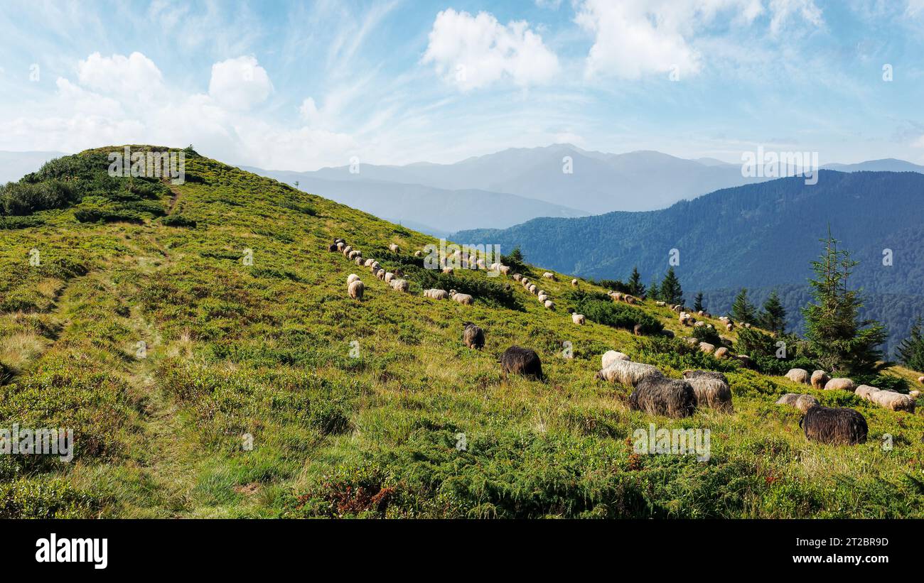 sheep herd on the grassy slopes and meadows. mountains of chornohora ridge in the distance. sunny weather in late summer Stock Photo