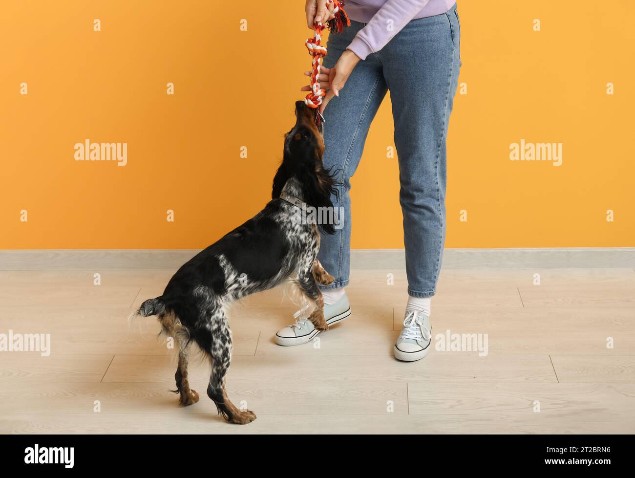 Animal handler and dog care home hi-res stock photography and images ...