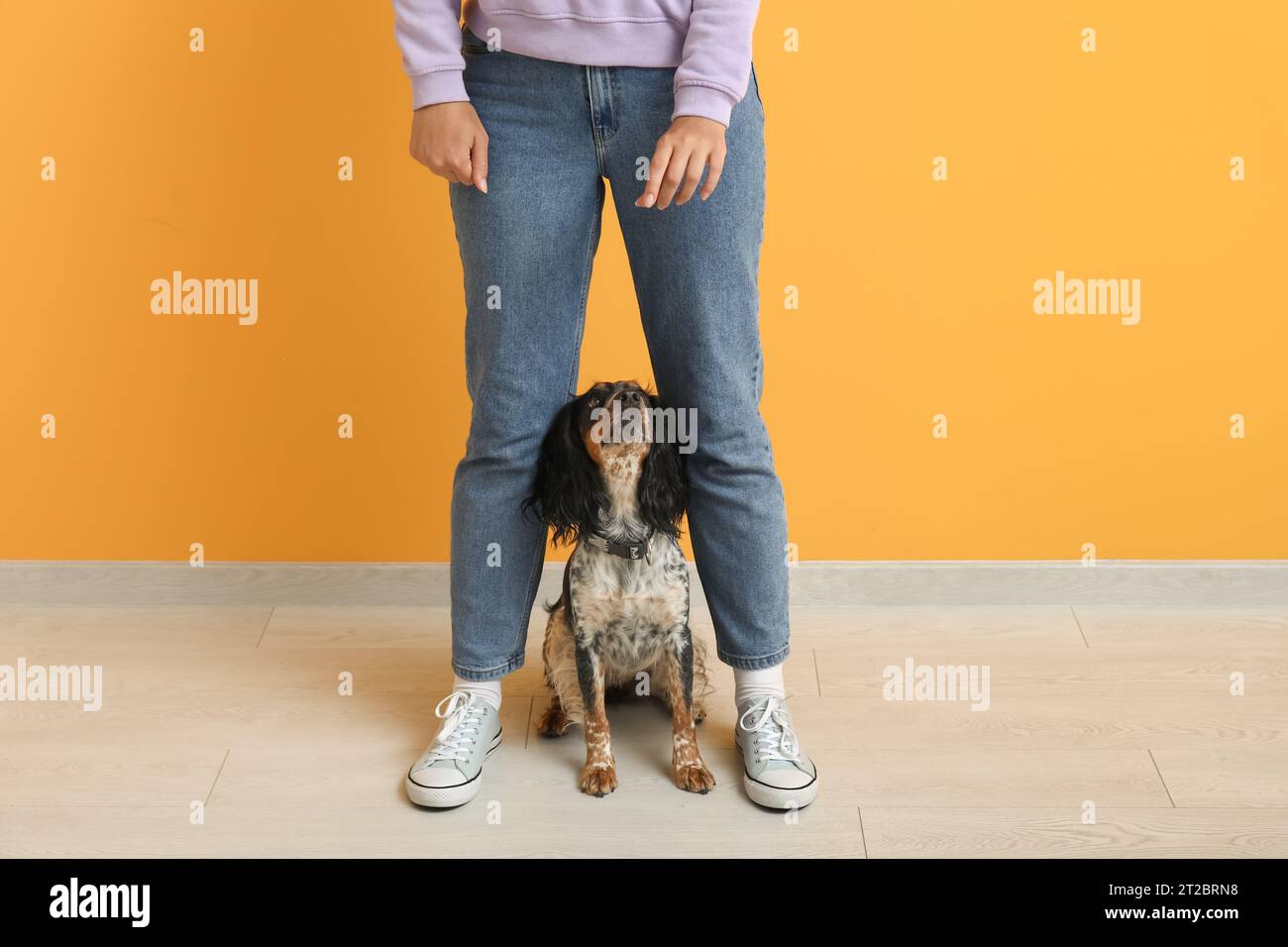 Animal handler and dog care home hi-res stock photography and images ...