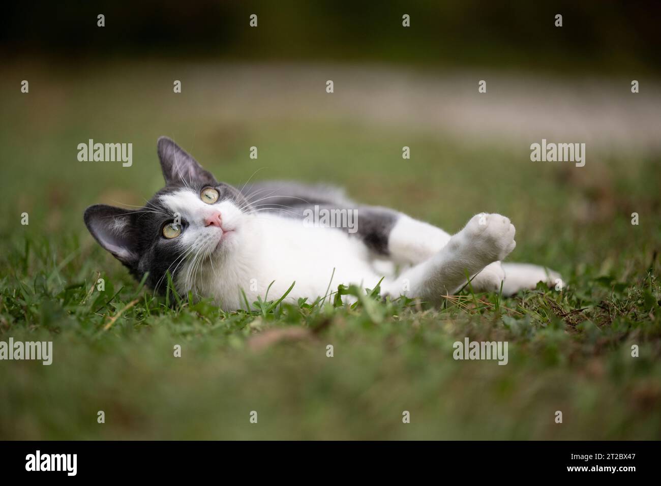 Cute white and gray cat laying in the grass in a yard in summer Stock ...