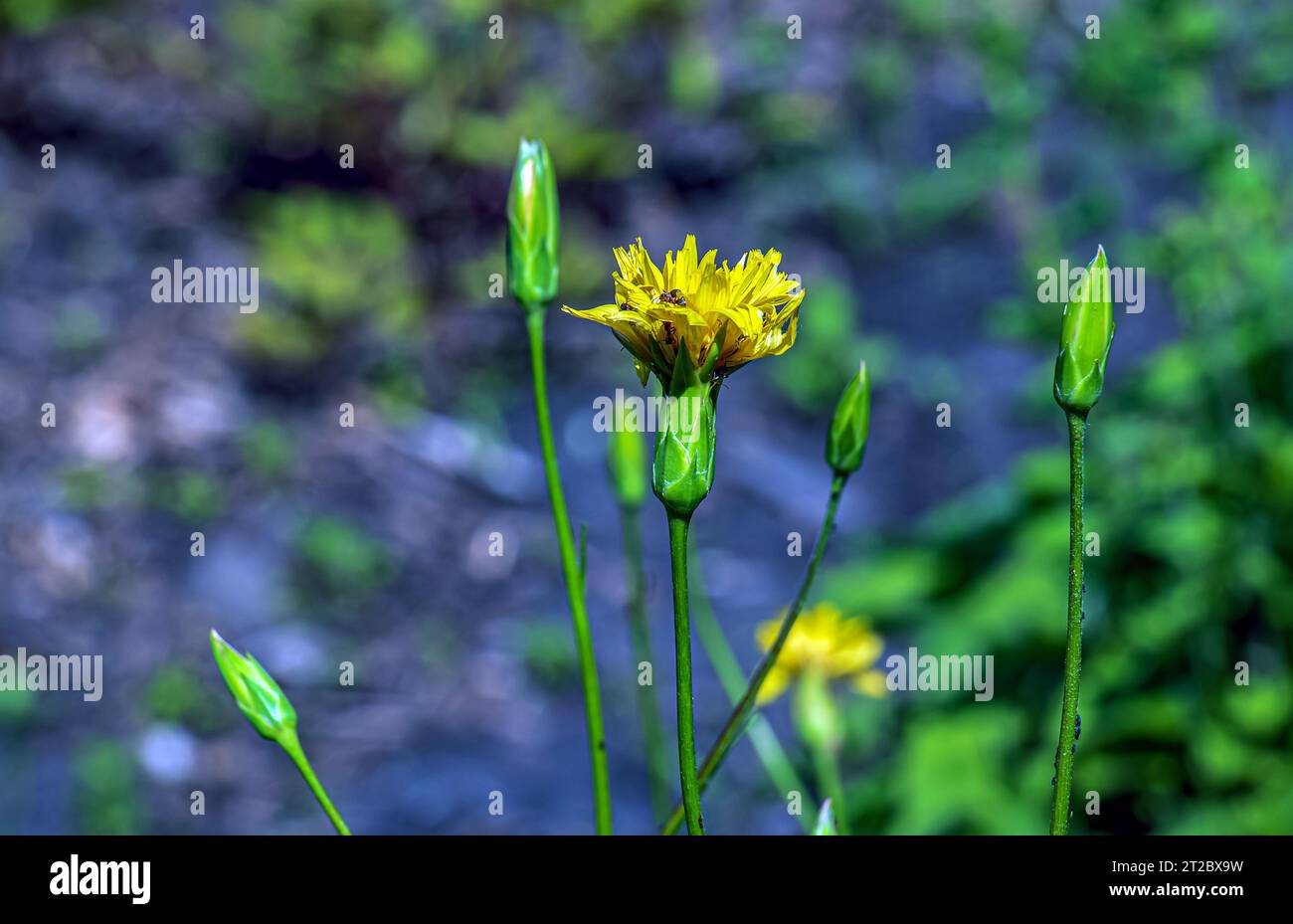 The yellow flowers of Scorzonera humilis look very much like a dandelion Stock Photo