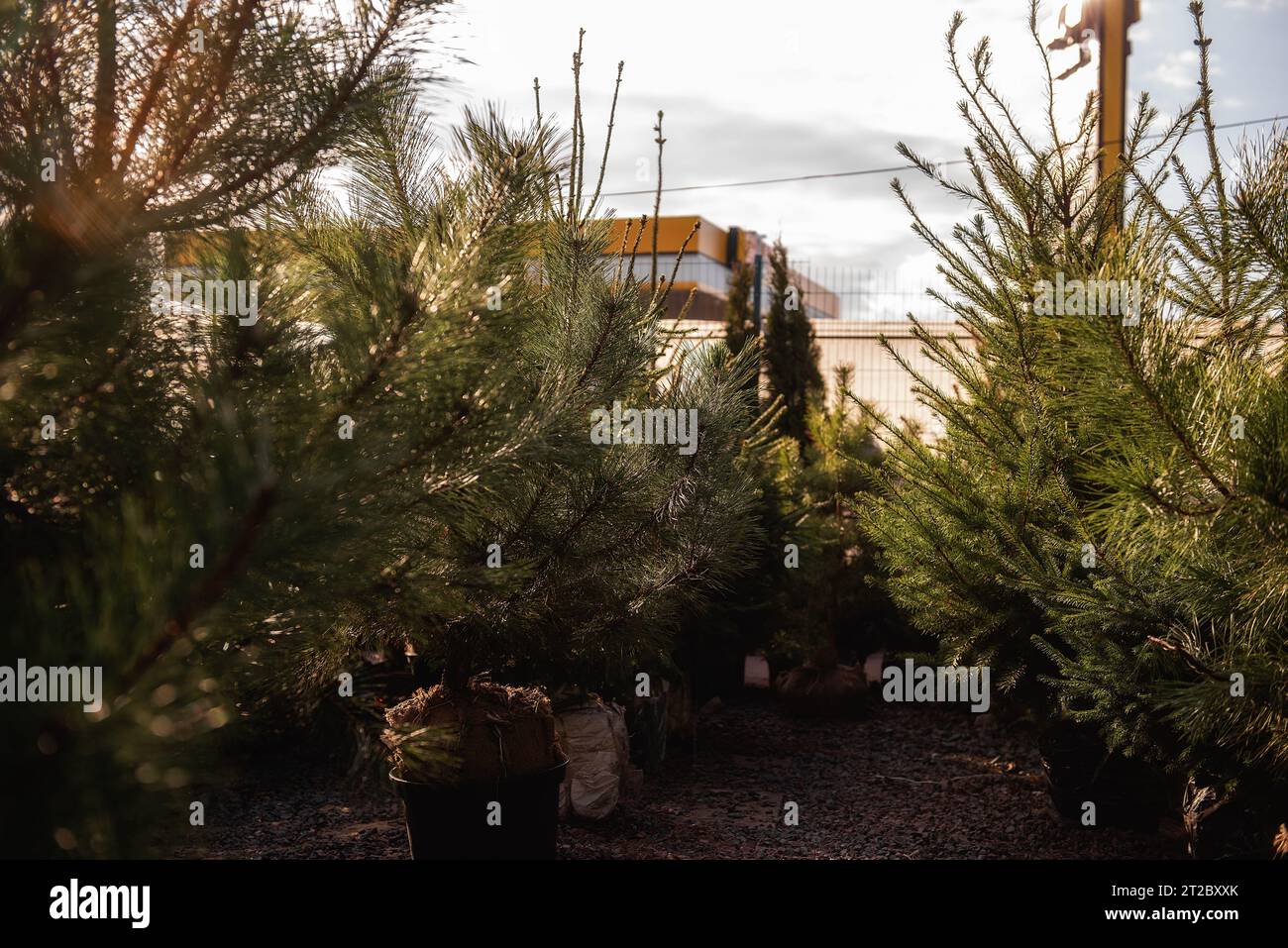 Street Christmas tree market. Selection of evergreen trees for the