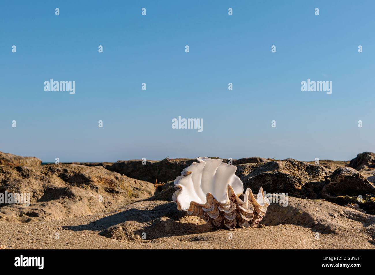 Shells in the water on the beach with blue sky background. Stock Photo