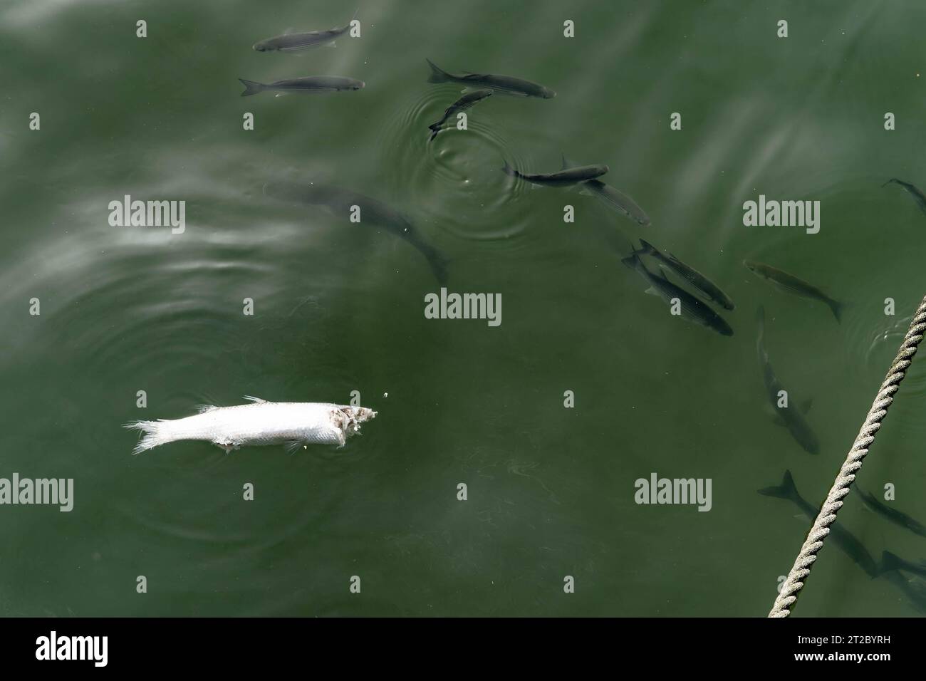 Dead fish floating with live fish swimming in green harbour water from ...
