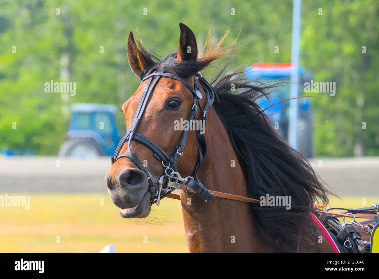 closeup portrait of the face of a young racing horse Stock Photo - Alamy