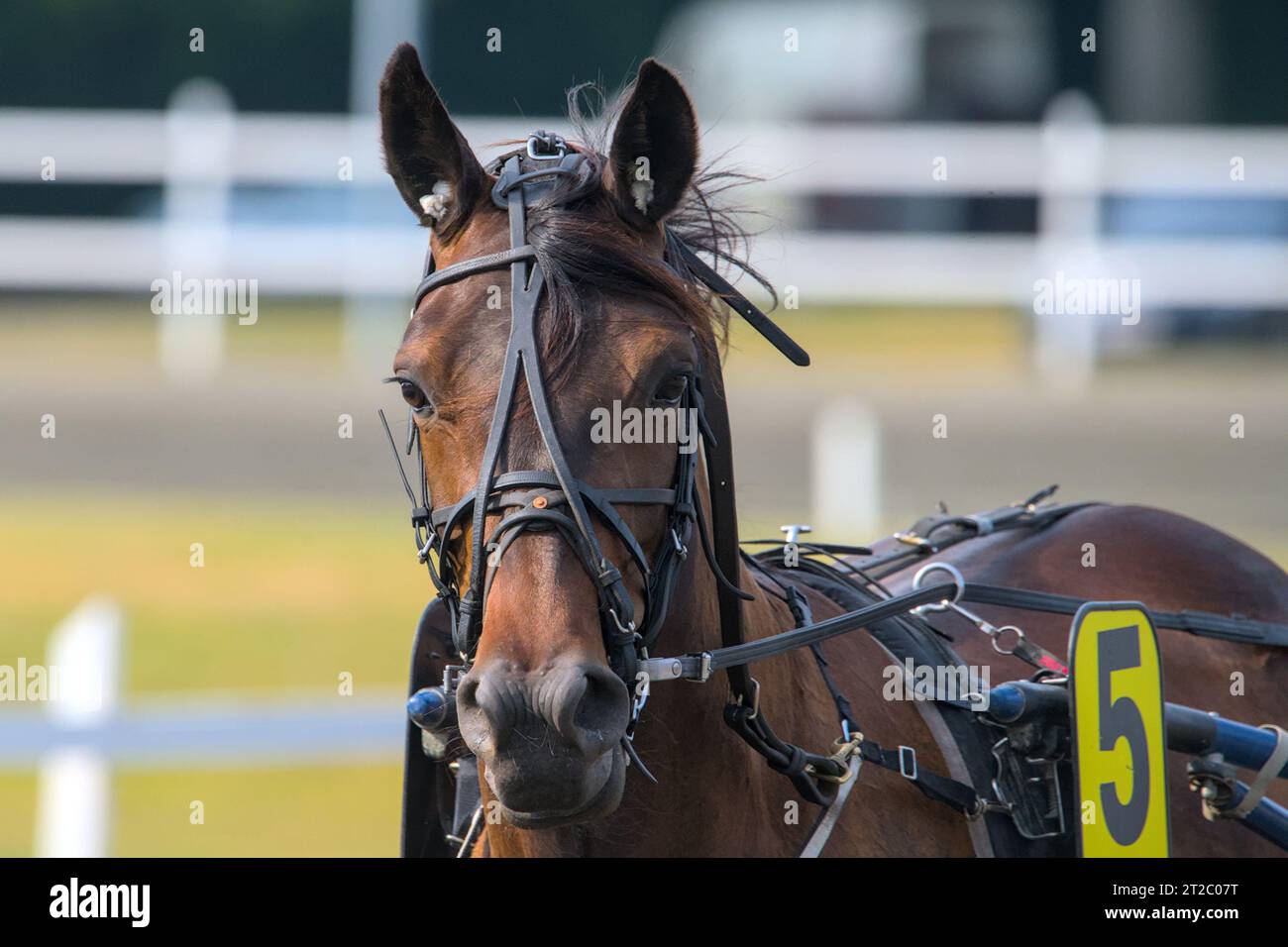 closeup portrait of the face of a young racing horse Stock Photo - Alamy
