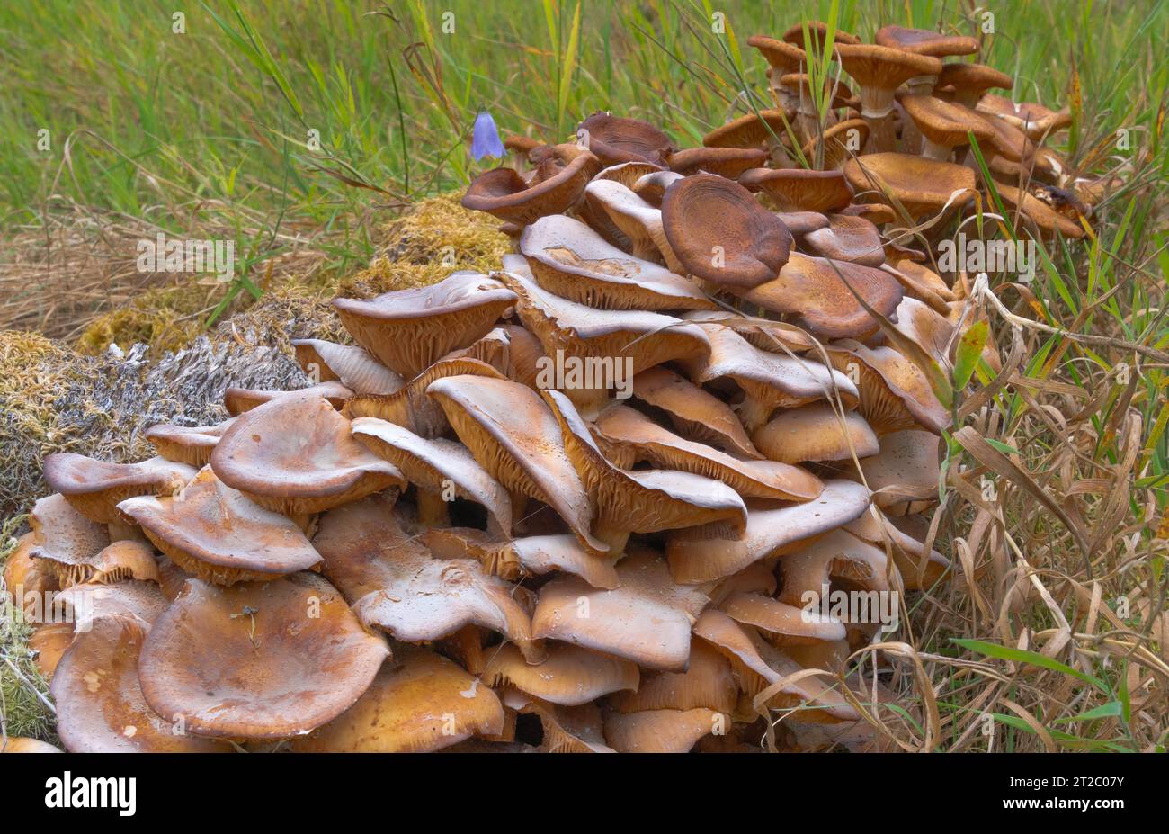Armillaria Mellea, honey fungus, edible, basidiomycete, fungus, tasty, common mushroom, cooked before, consumption, wild food UK, ringless honey, tree Stock Photo