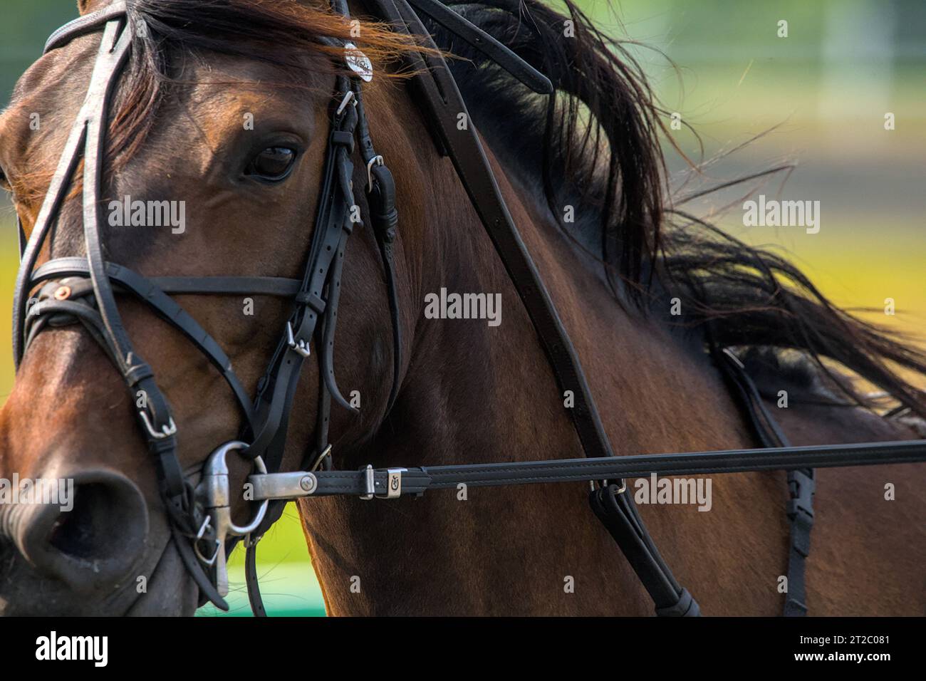 closeup portrait of the face of a young racing horse Stock Photo - Alamy