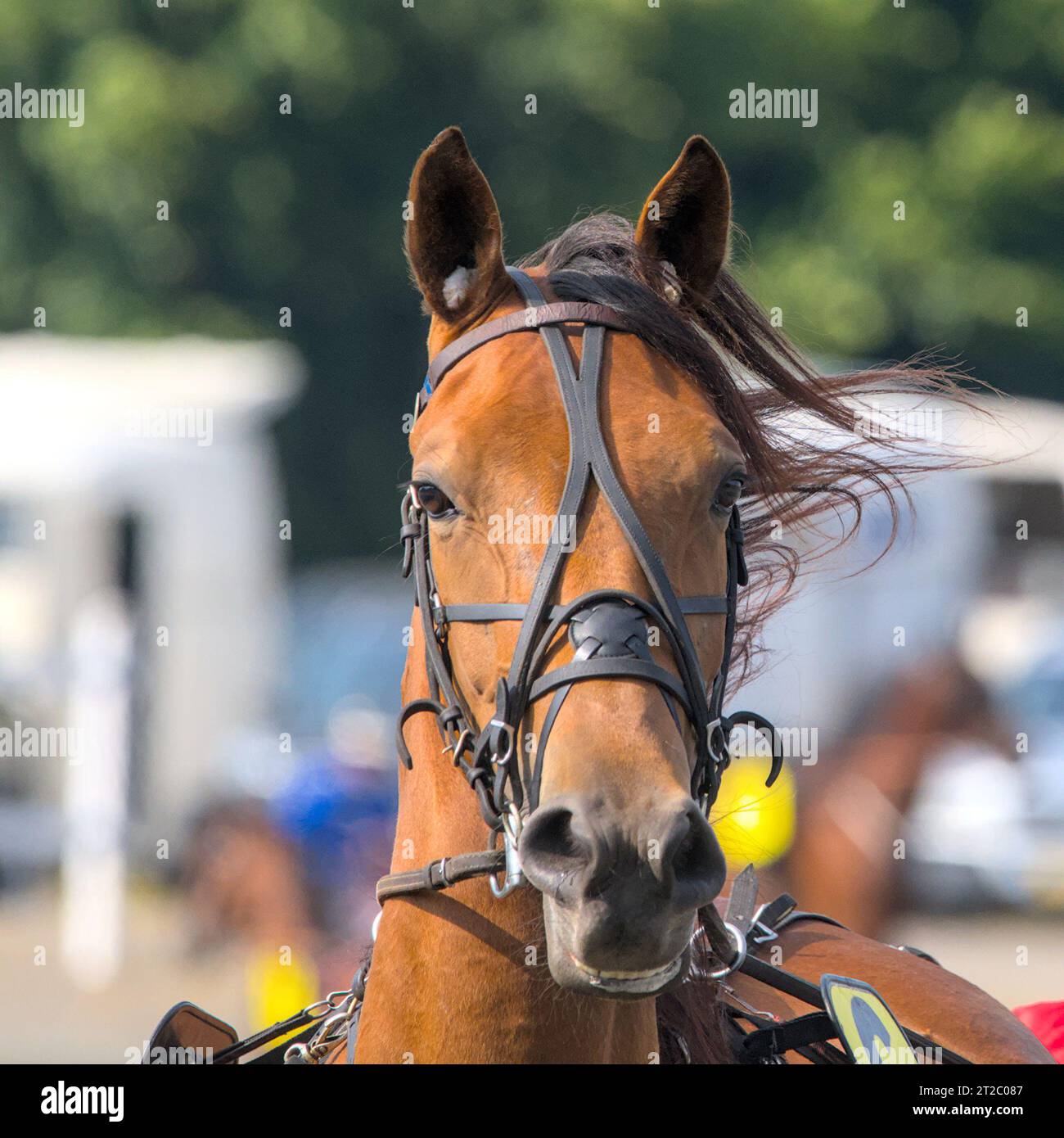 closeup portrait of the face of a young racing horse Stock Photo - Alamy