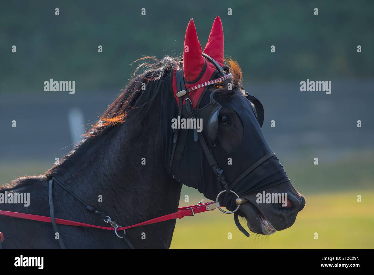 closeup portrait of the face of a young racing horse Stock Photo - Alamy