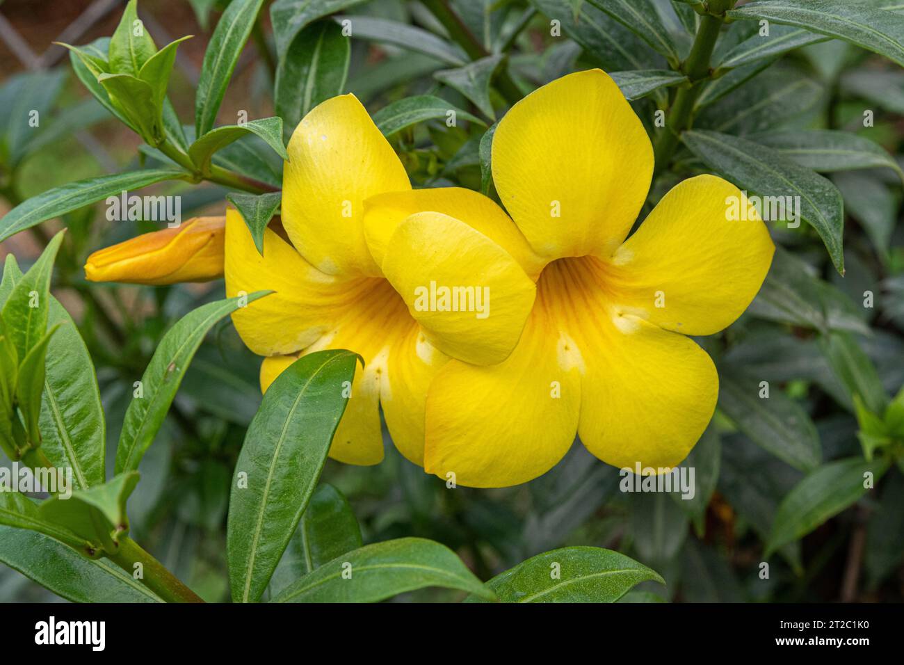 Yellow Allamanda (Allamanda cathartica) Flowers and Bud Stock Photo