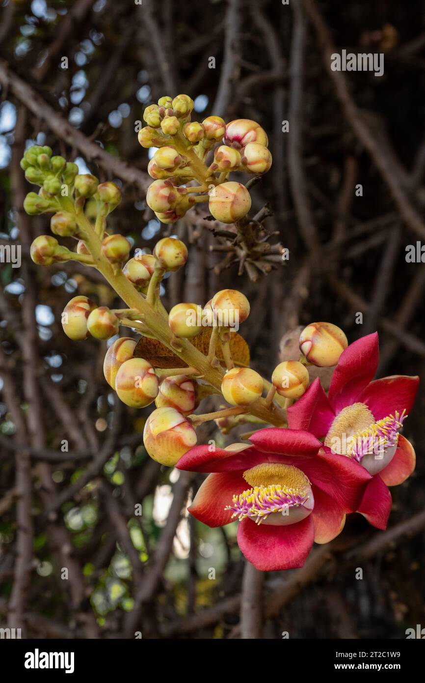 Sala tree hi-res stock photography and images - Alamy