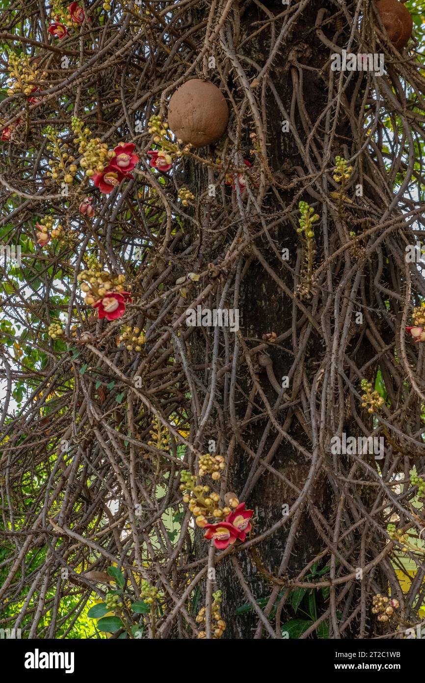 Sala tree hi-res stock photography and images - Alamy
