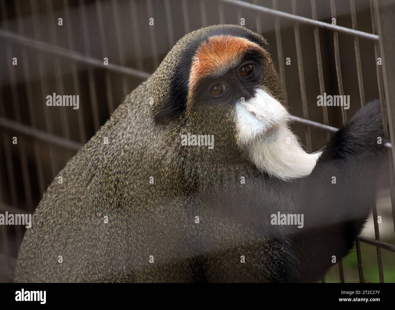 De Brazza's monkeys are medium-sized monkeys native to the rainforests