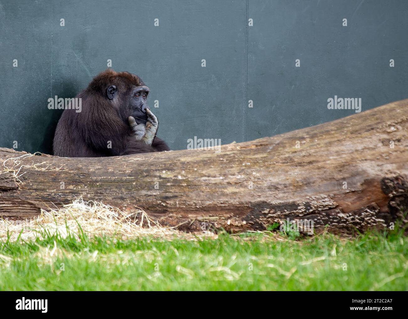Gorillas are the largest primates on Earth, with males weighing up to