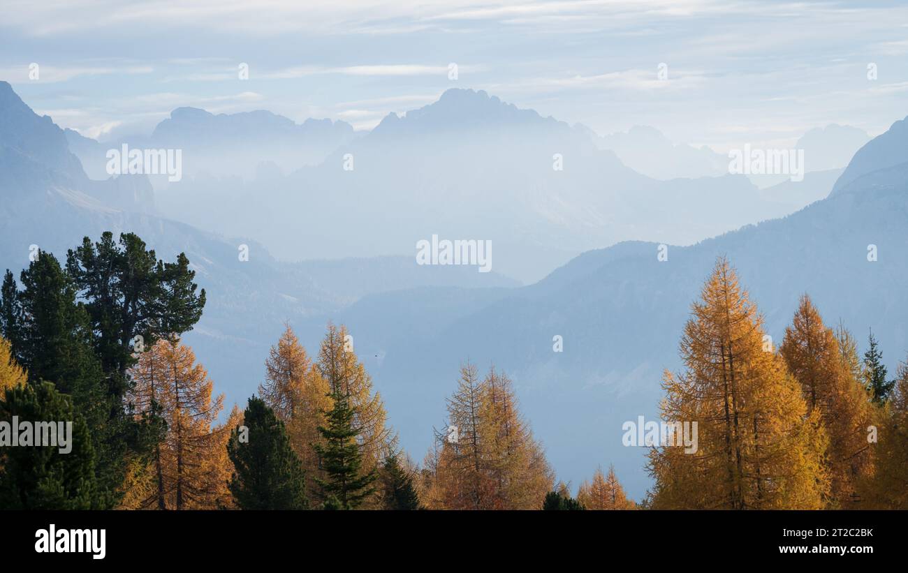 Trees mist fog alpine landscape hi-res stock photography and images - Alamy