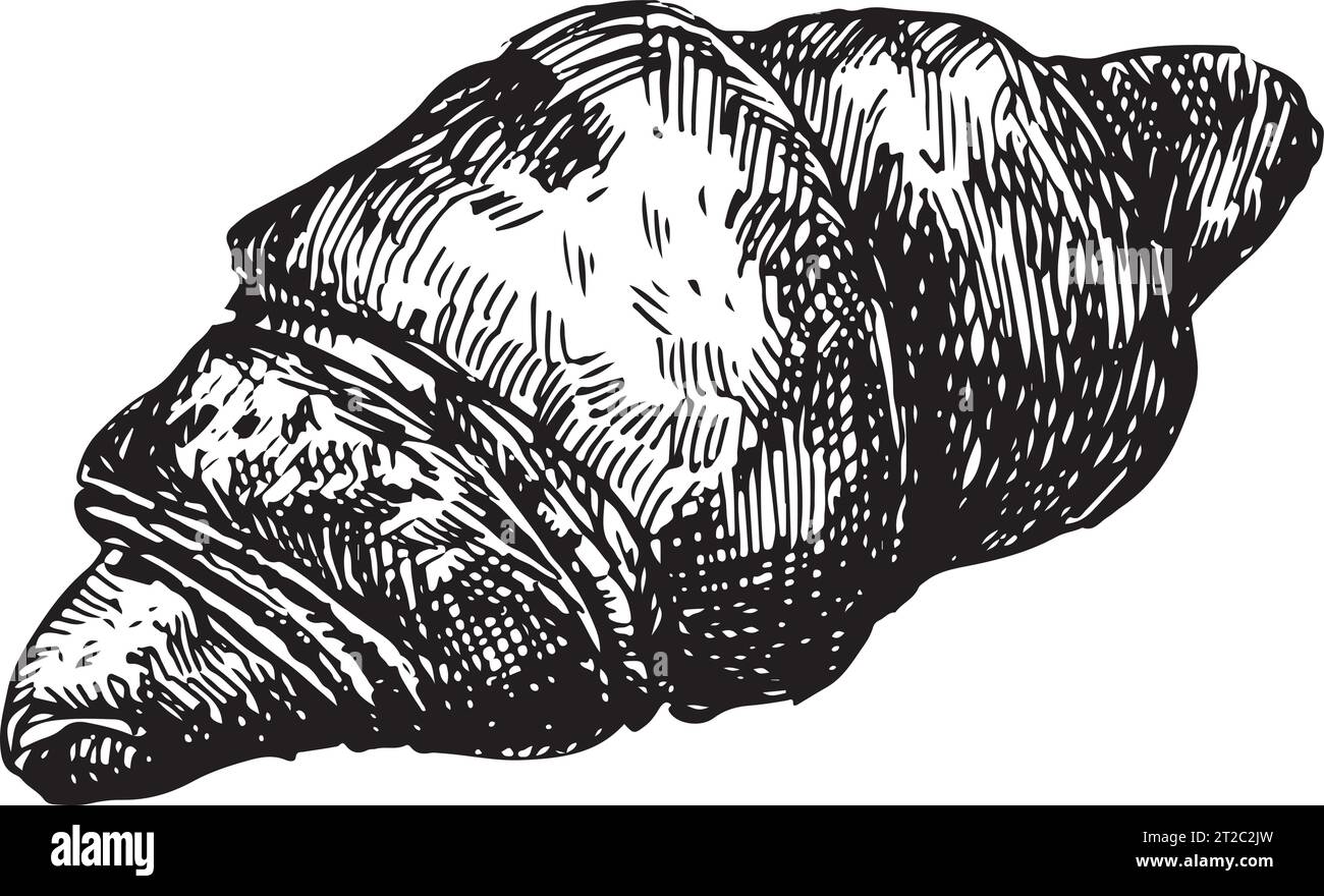 Vector graphic illustration of croissant . Black and white sketch on a ...