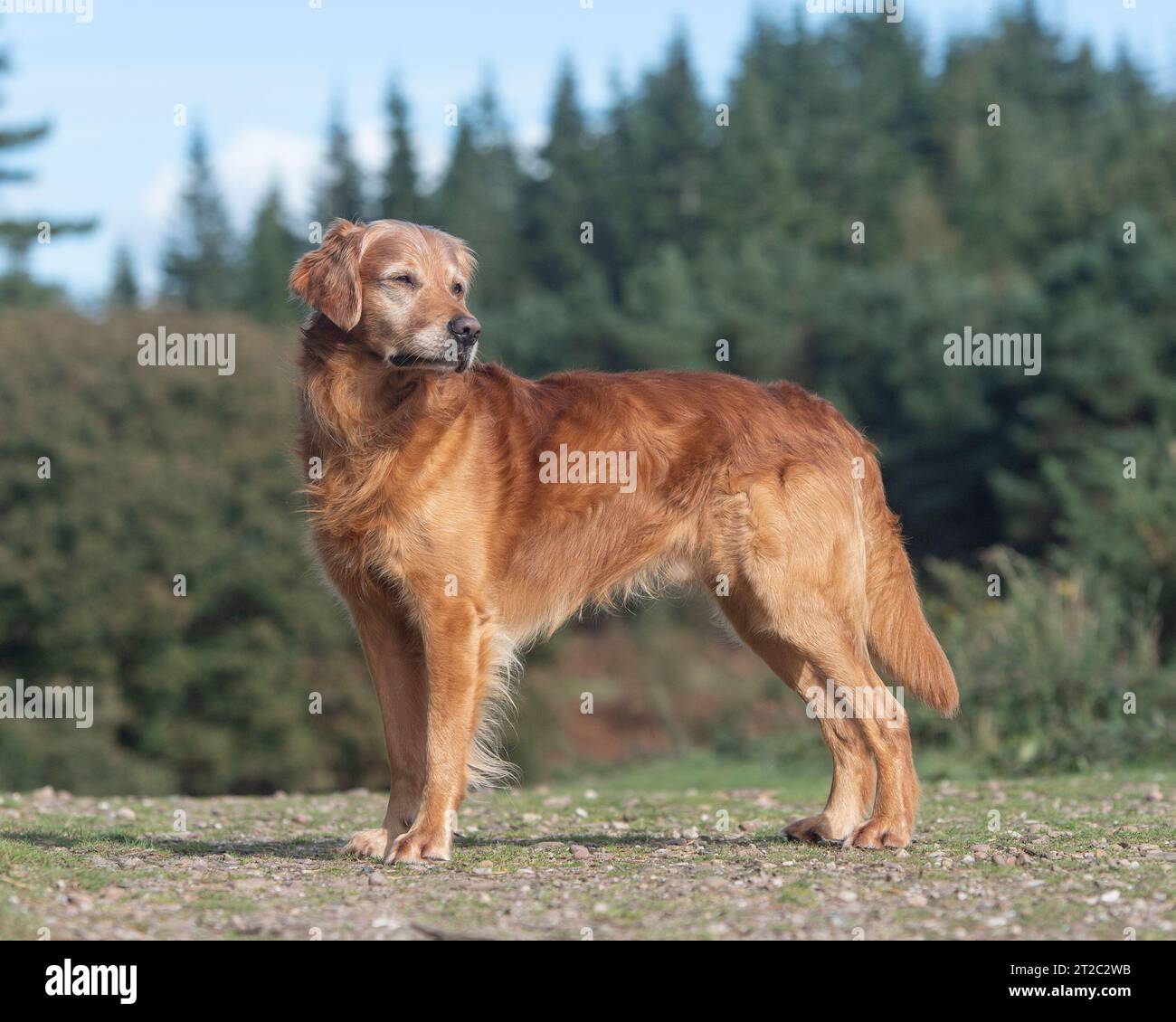 golden retriever dog standing Stock Photo - Alamy
