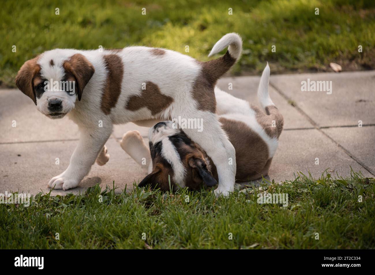 Portrait of a dog. Two white and brown Saint Bernard puppy playing on meadow. St. Bernard. Alpine Spaniel in Switzerland. Stock Photo