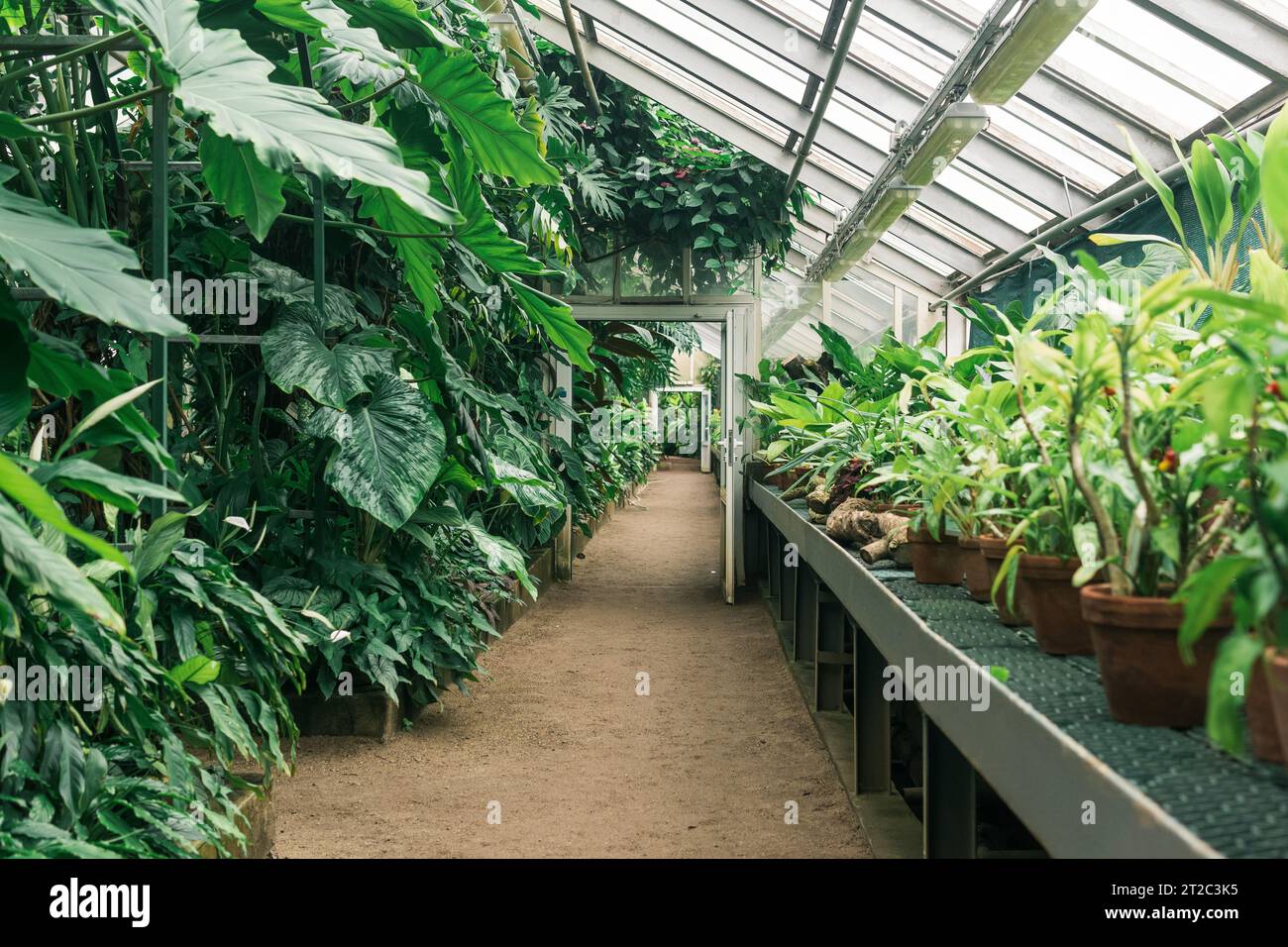 interior of a large greenhouse with a collection of tropical plants ...