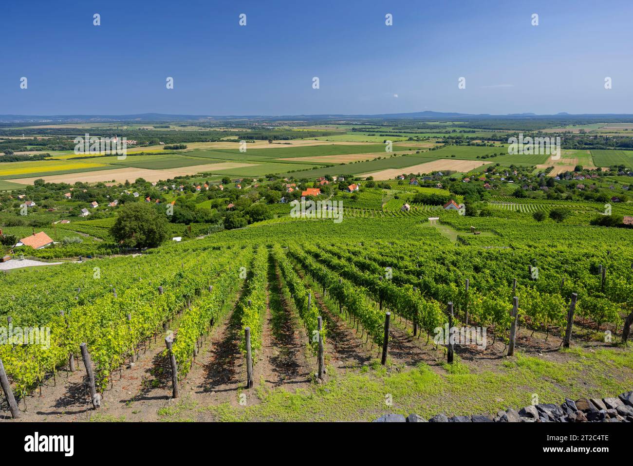 vineyard in Somlo (Somlyo) hill, Veszprem county, Hungary Stock Photo