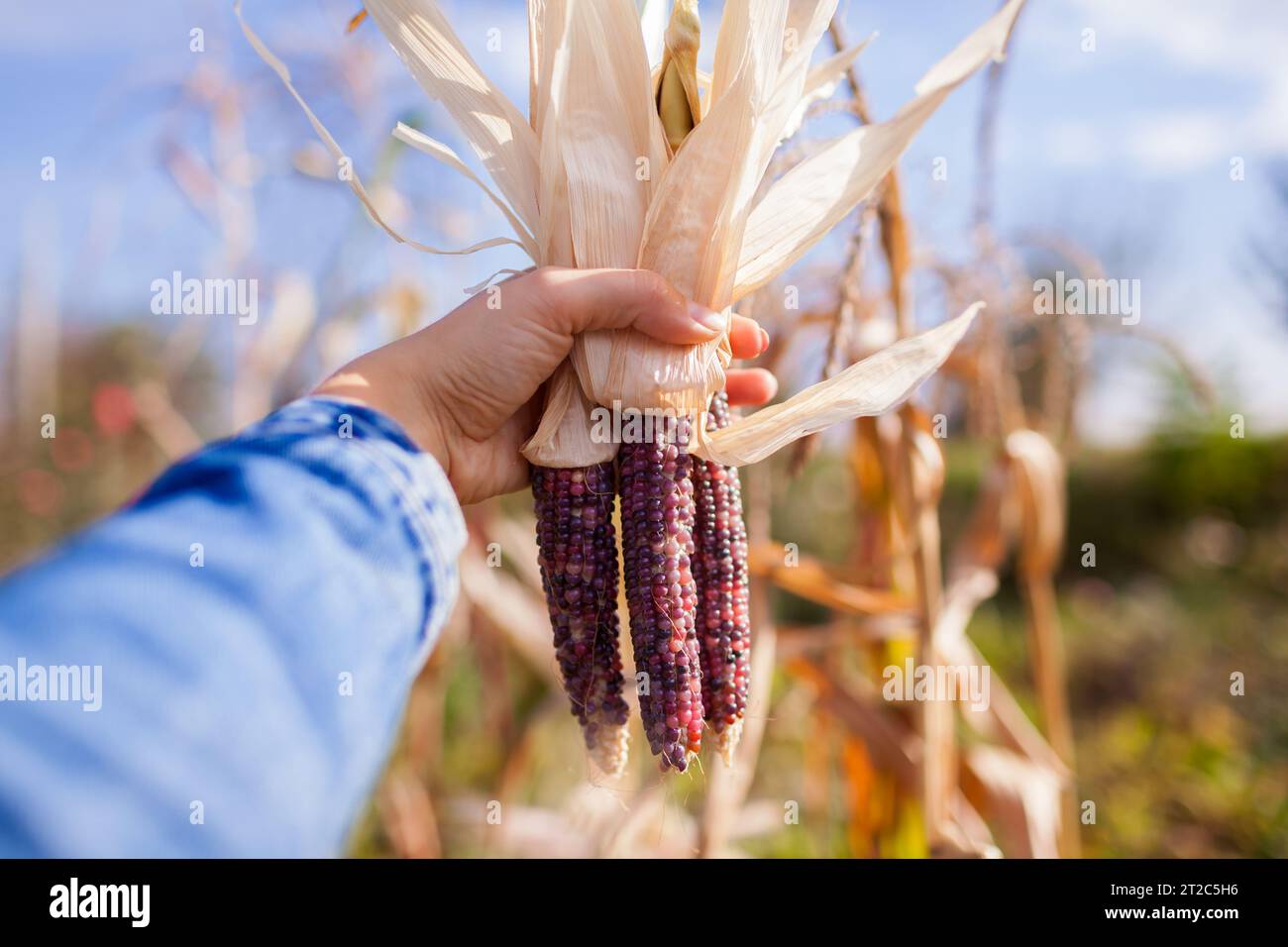 Close up of purple corncobs. Gardener harvesting ornamental corn in fall garden. Farmer grows maize for fall decor. Stock Photo