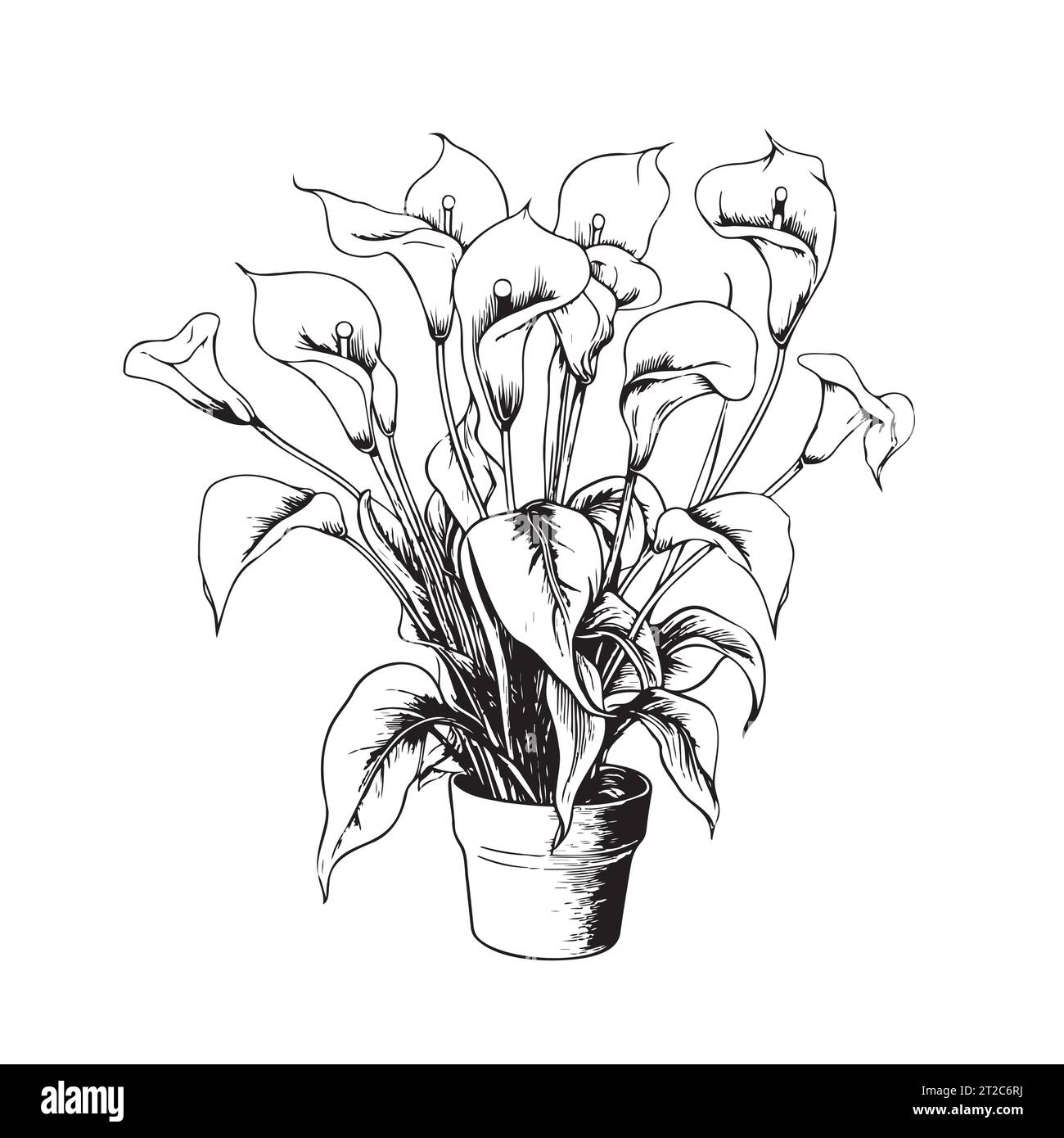Calla lily in pots sketch hand drawn Vector illustration House flowers