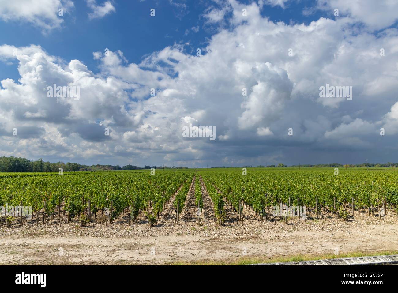 Typical vineyards near Chateau Dauzac, Margaux, Medoc, Bordeaux, Aquitaine, France Stock Photo