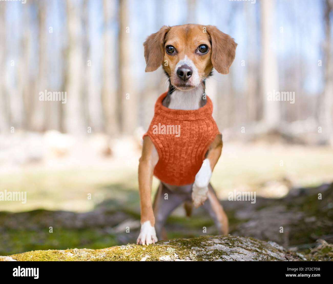 A cute Beagle mixed breed dog wearing a sweater outdoors Stock Photo