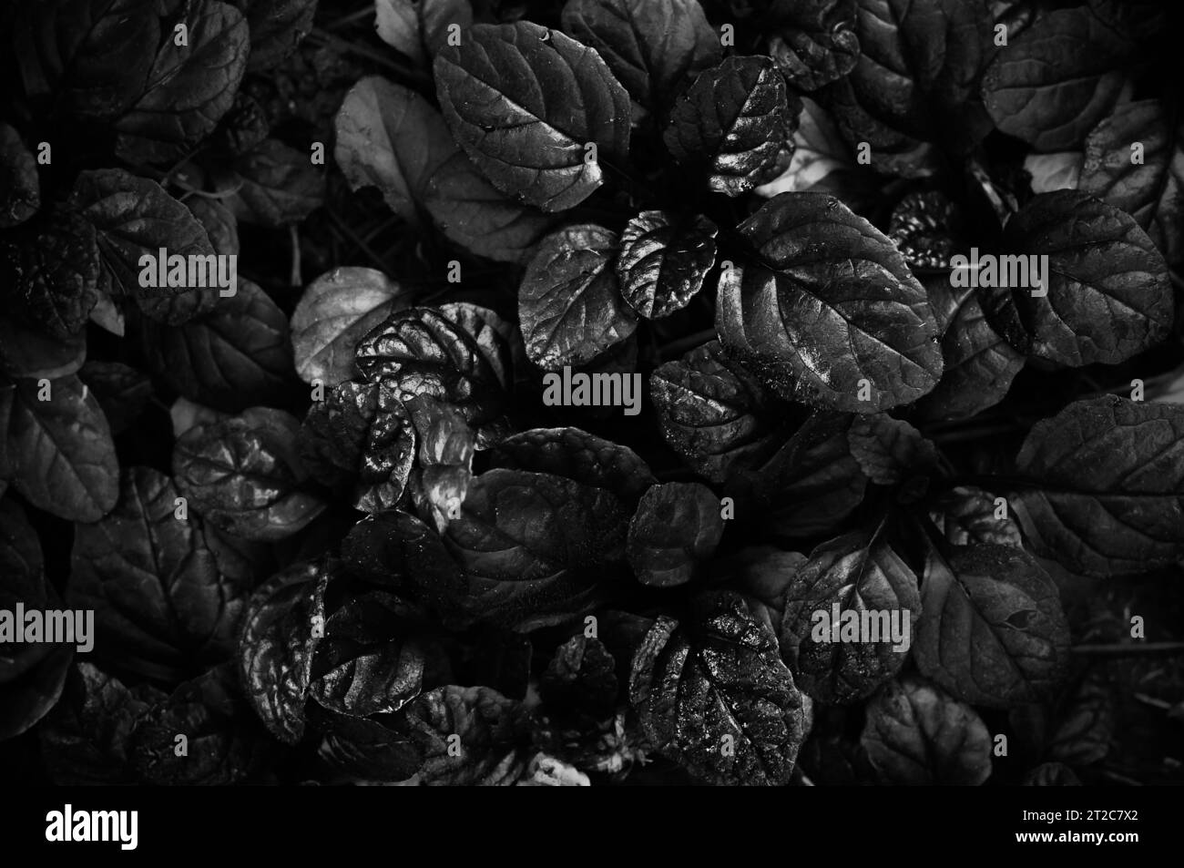 Dark abstract dense background with bugleweed Ajuga reptans - Black Scallop. Black and white. Beautiful nature wallpaper Stock Photo
