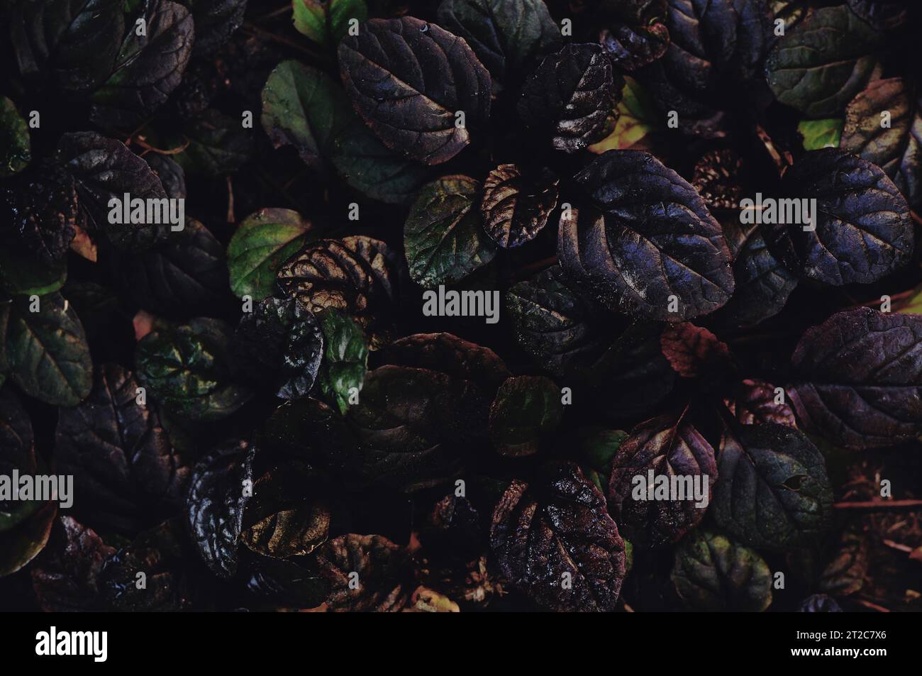 Dark abstract dense background with bugleweed Ajuga reptans - Black Scallop. Brightly colored plant leaves. Beautiful saturated nature wallpaper Stock Photo