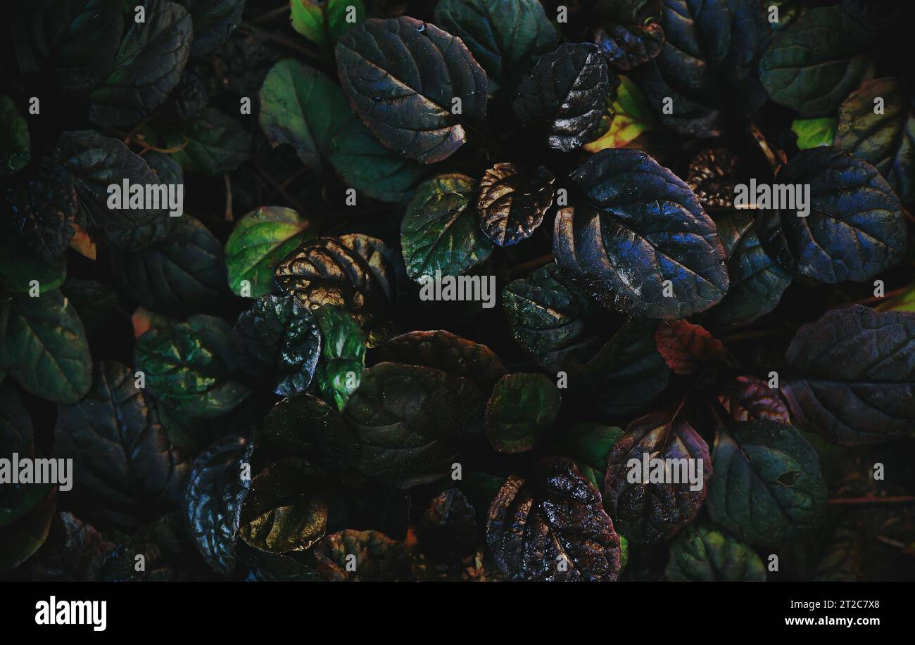 Dark abstract dense background with bugleweed Ajuga reptans - Black ...