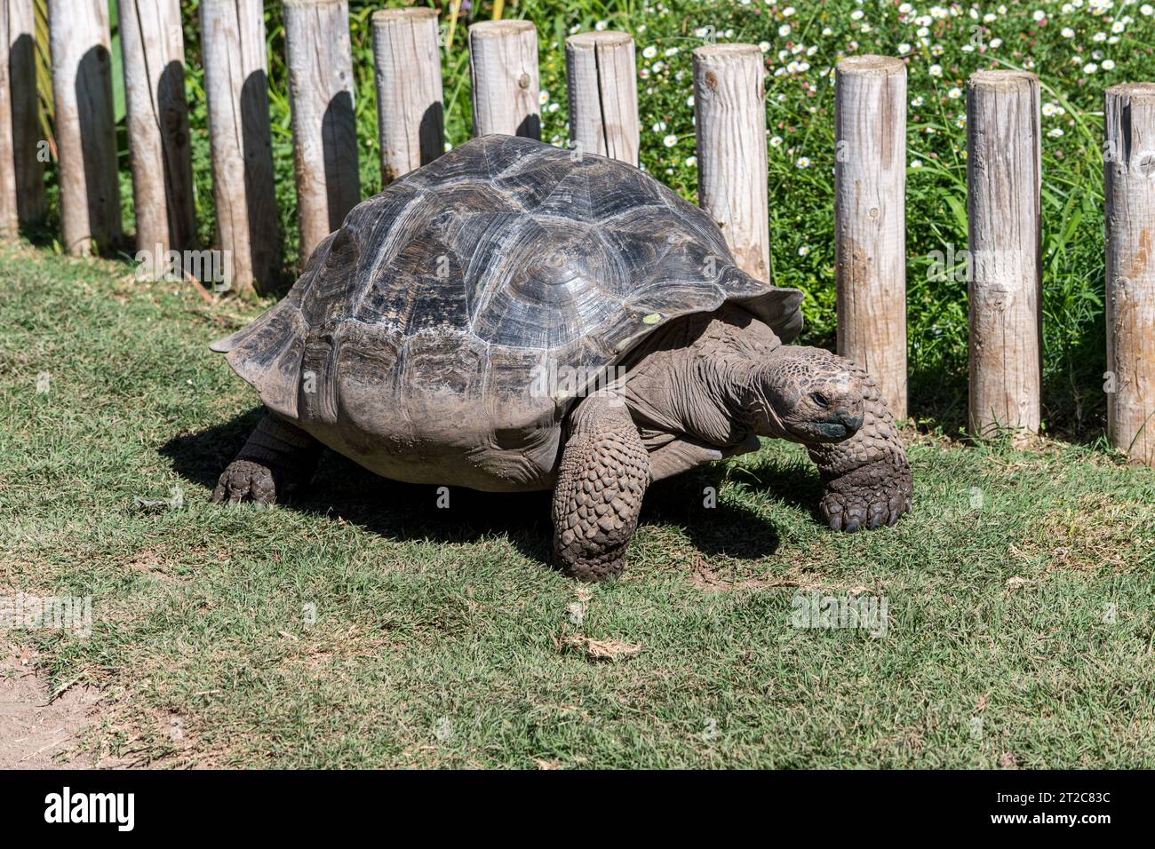 Giant land tortoise while moving slowly in a green garden on a sunny day. Close-up view of turtle in Spain.. Stock Photo