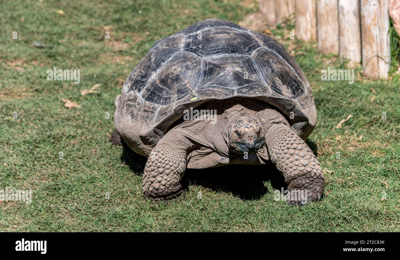 Giant land tortoise while moving slowly in a green garden on a sunny day. Close-up view of turtle in Spain. Stock Photo