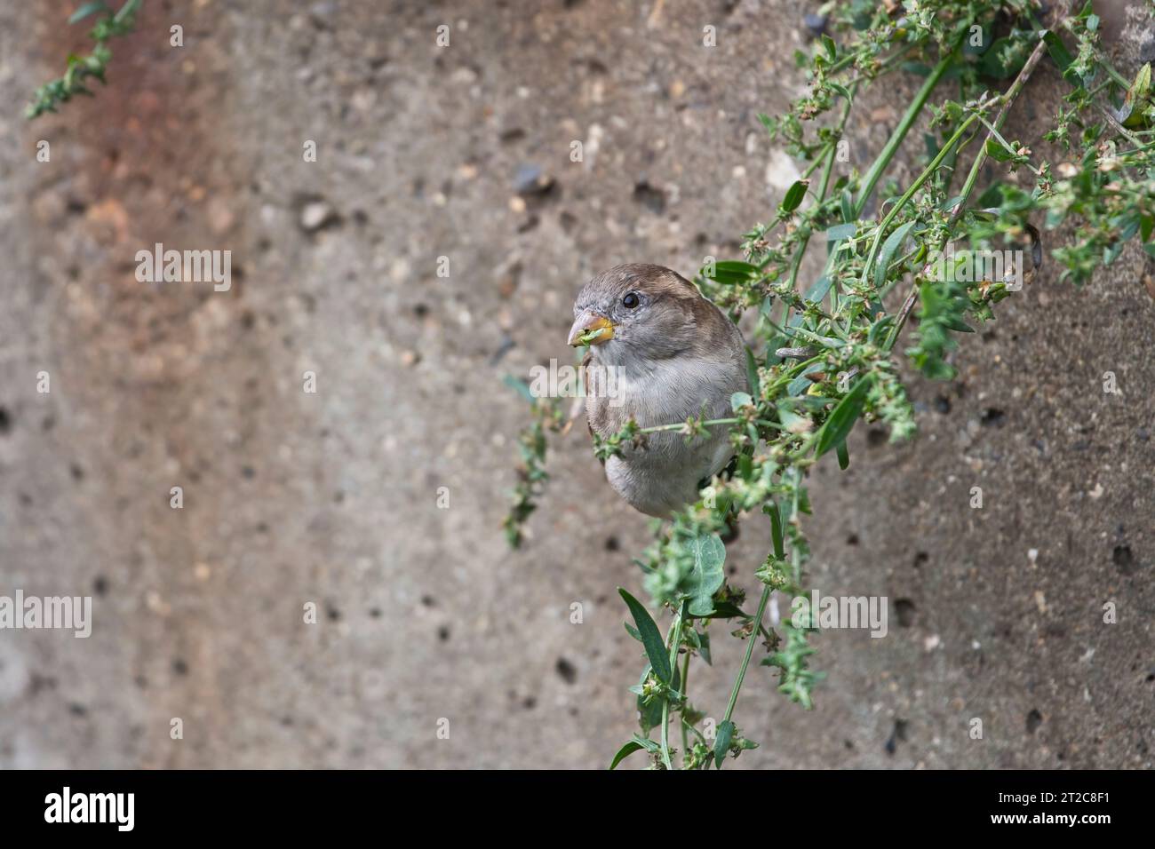 House sparrow (Passer domesticus) female feeding on seeds of a weed growing on urban waste ground Stock Photo