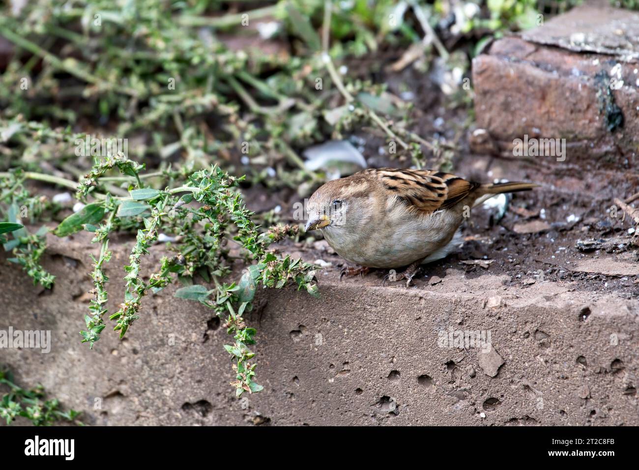 House sparrow (Passer domesticus) female feeding on seeds of a weed growing on urban waste ground Stock Photo