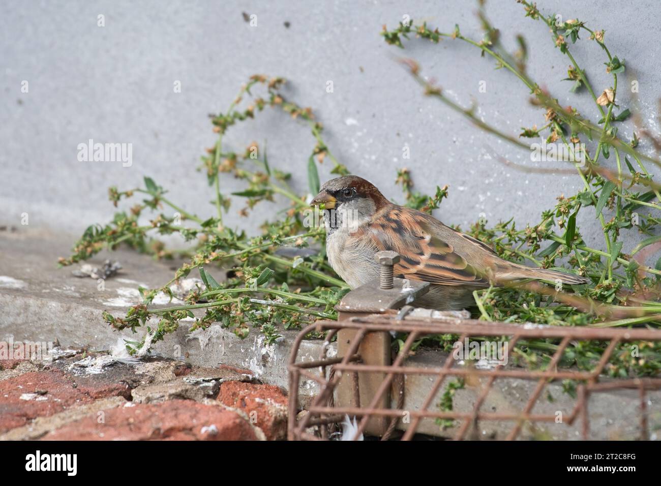 House sparrow (Passer domesticus) male feeding on seeds of a weed growing on urban waste ground Stock Photo