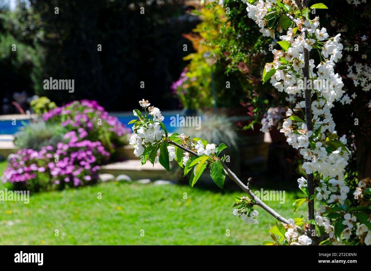 Flowers and plants in a garden at the countryside of El Olivar, Rancagua, Chile Stock Photo
